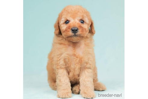 成約済の千葉県のトイプードル-207867の1枚目